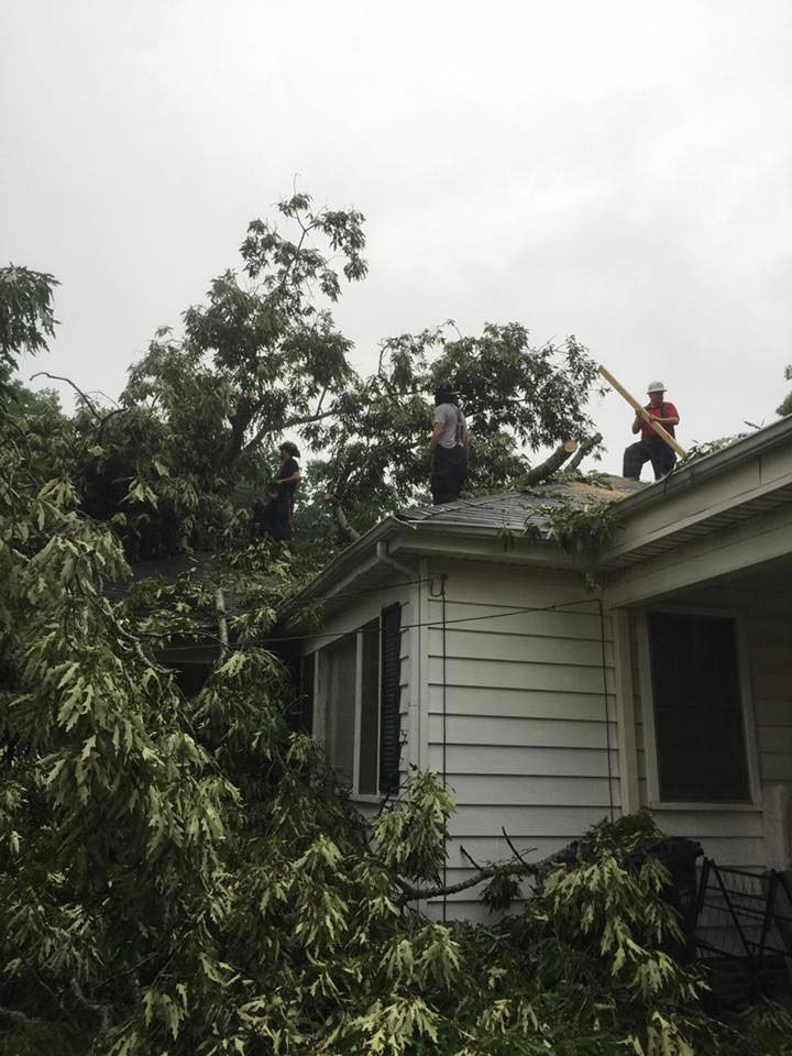 Weaver tree damage